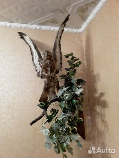 Чучела животных