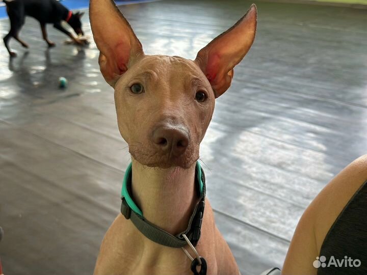 Перуанская голая собака