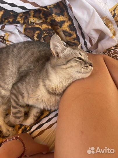 Кот в добрые руки