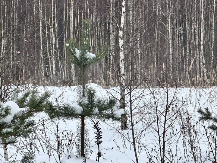 Участок 9,1 сот. (ИЖС)