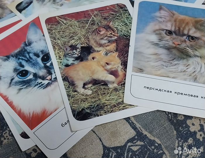 Открытки кошки. СССР