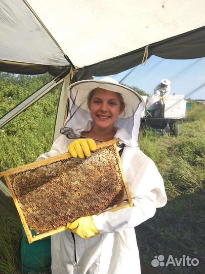 Мед из Башкирии. Перга и другие продукты пче-ва