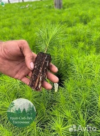 Зкс и окс Сосна Ель Лиственница сеянцы Голуб горн