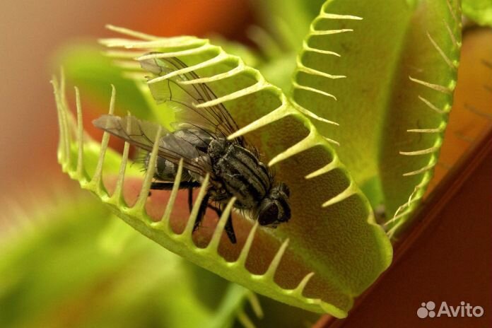 Венерина Мухоловка, семена