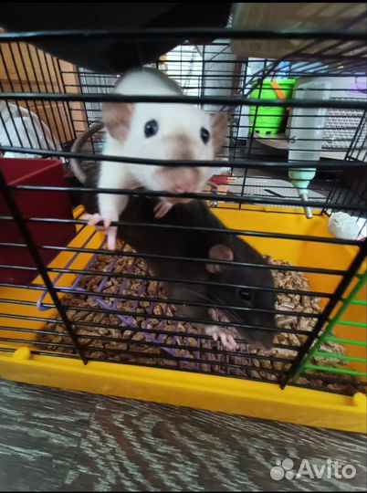 Крысы Дамбо