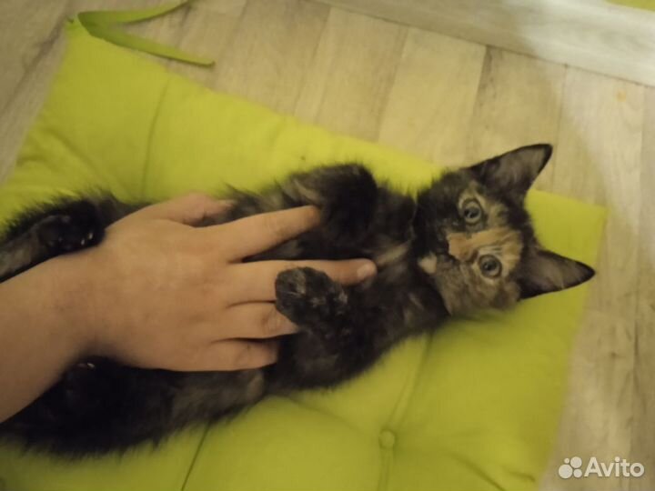 Котята в добрые руки приучены к лотку