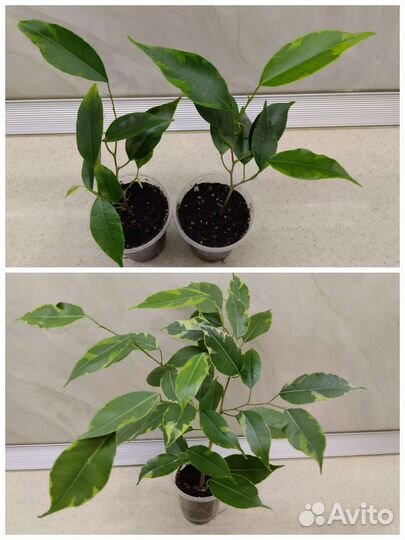 Фикусы сортовые
