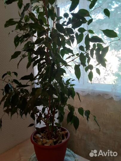 Фикус бенджамина большой