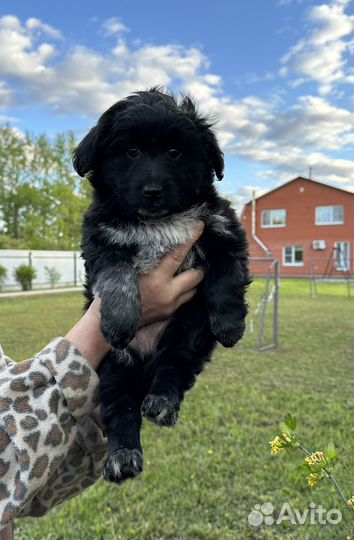 Щенки спаниэля