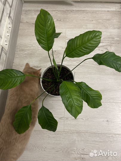 Спатифиллум