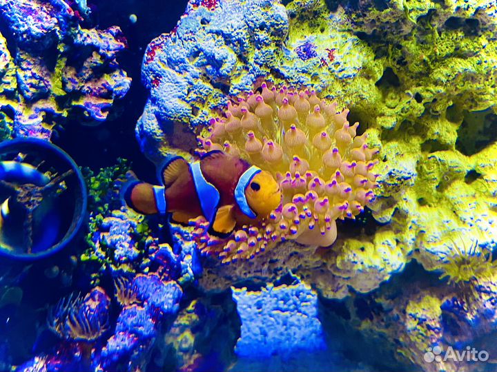 Морской аквариум 115 литров