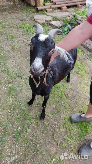 Продам коз