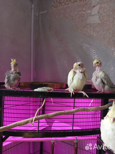 Попугай корелла птенец