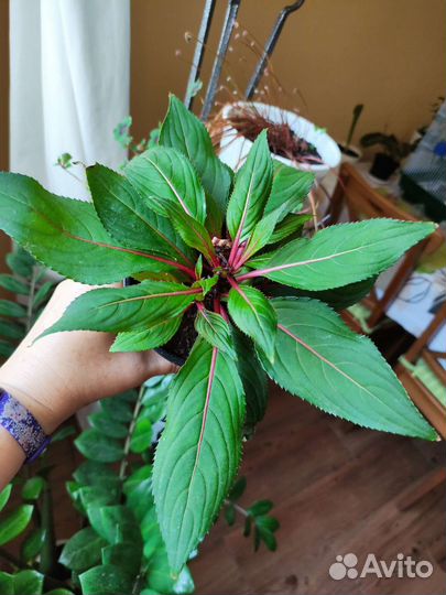 Бальзамин новогвинейский, комнатные растения