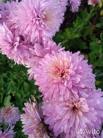 Хризантемы