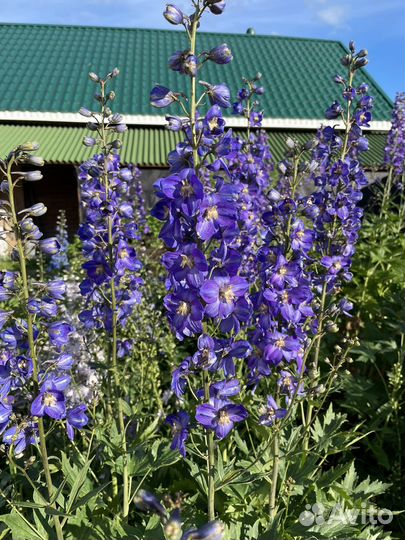 Новозеланский дельфиниум
