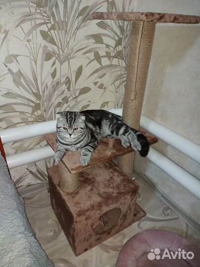 Шотландский кот вязка