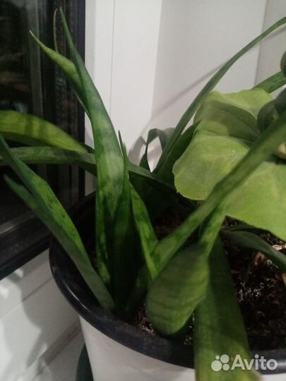 Комнатный цветок Сансевиерия Парва Ланцет