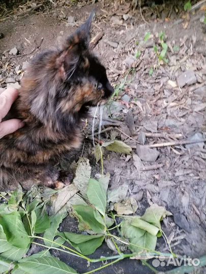 Кошка мейн кун