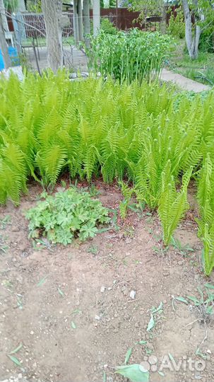 Папортник садовый, люпин