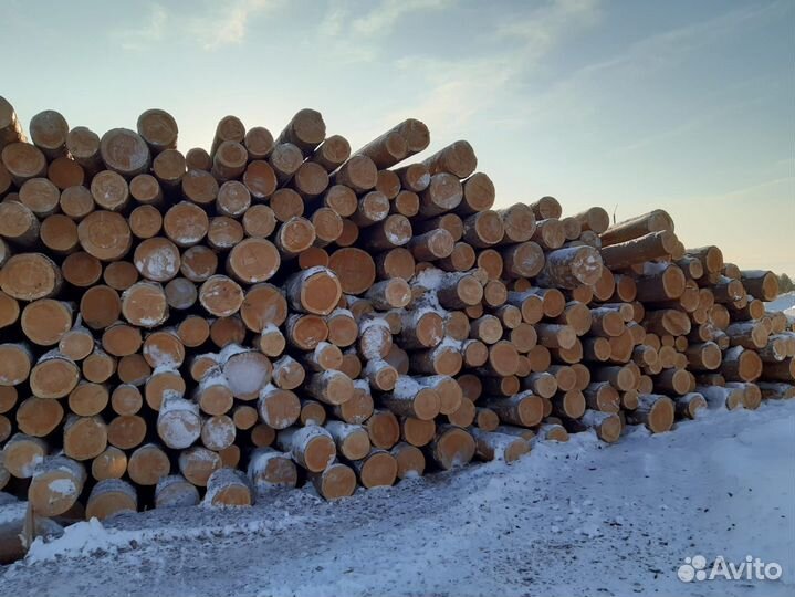 Кругляк Лиственница