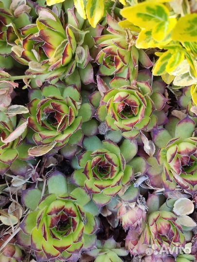 Молодило (каменная роза)