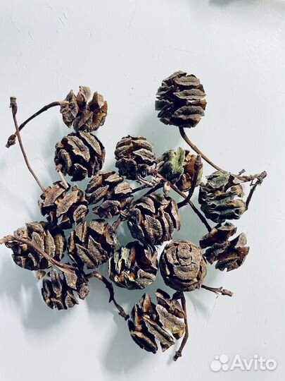 Набор шишек для творчесва