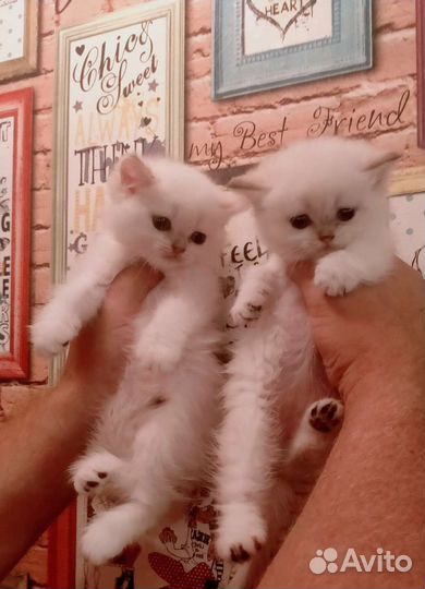 Золотая колорная шиншилла