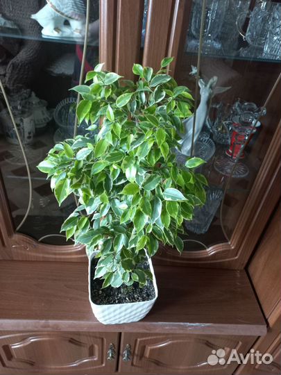 Продам цветы фикус