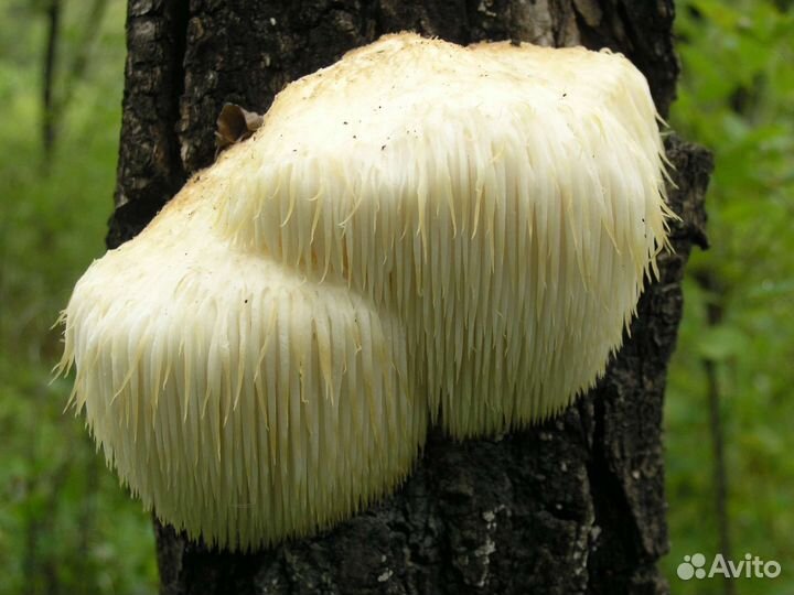 Лимонник,бархат амурский,дикоросы