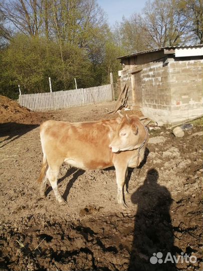 Нетель бычок