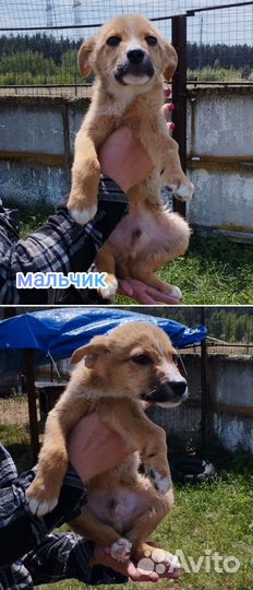 Щеночки в приюте