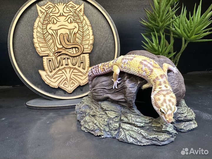 Пятнистый эублефар