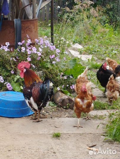 Куры несушки