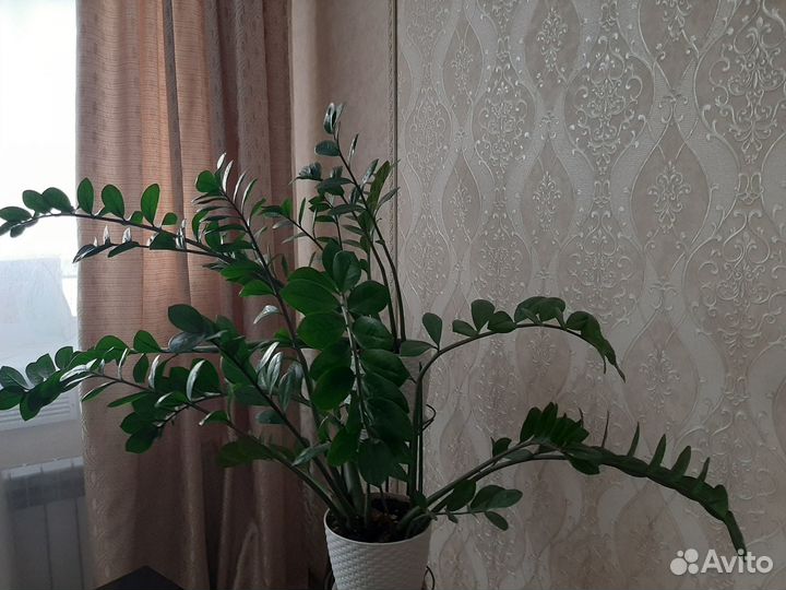 Замиокулькас