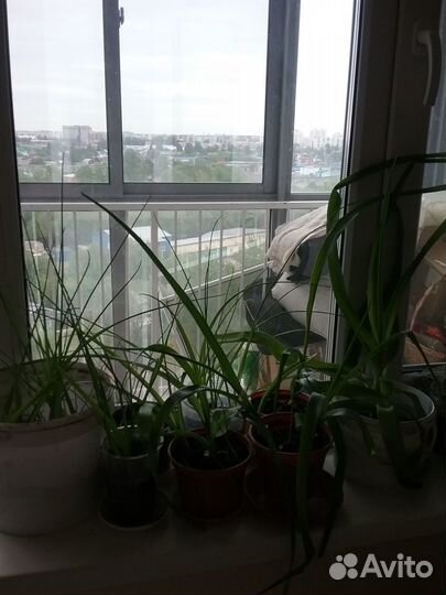 Индийский лук