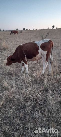 Бычков и тёлок