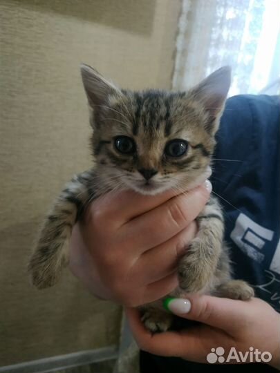 Кошка в дар
