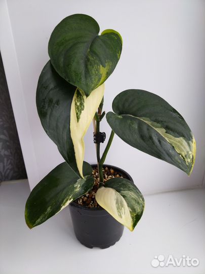 Сциндапсус Жаде сатин вариегатный