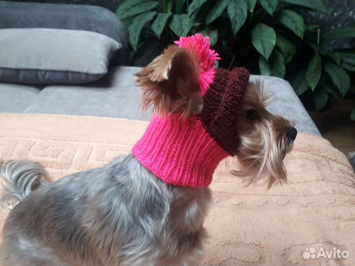 Шапочка для собаки