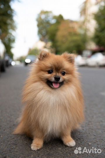 Собака для фотосессии