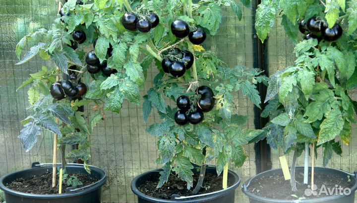 Семена томатов