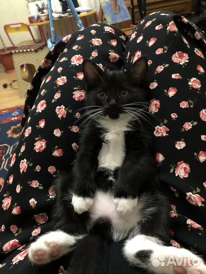 Котята в добрые руки, Метисы
