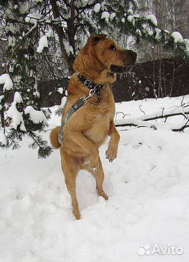 Метис шарпея