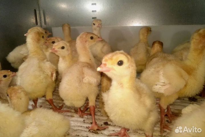 Индюшата биг6 и хайбрид конвертер