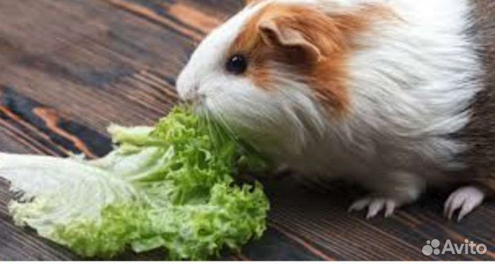 Передержка животных/крыс/морских свинок/хорьки