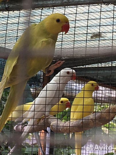 Ожереловые попугаи оптом И В розницу