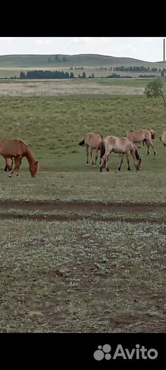 Кобылки.жеребецкобылы