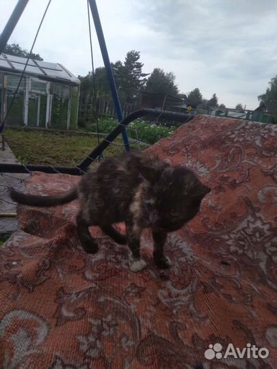 Кошка в добрые руки почти 1 год исполнился