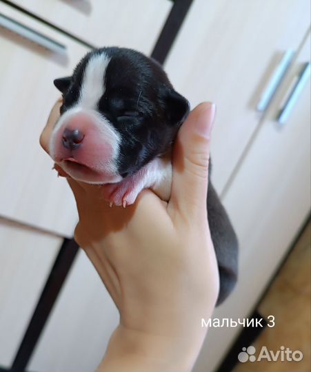 Щенки Американского стаффордширского терьера